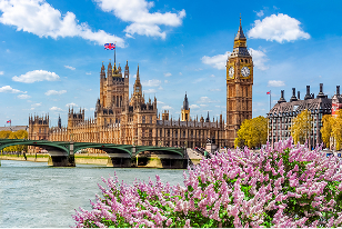 Iconic buildings of the Houses of Parliament and Big Ben overlooking River Thames with blooming purple flowers in the foreground.